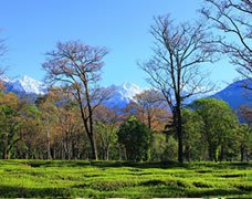Kangra कांगड़ा